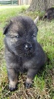 Pumba